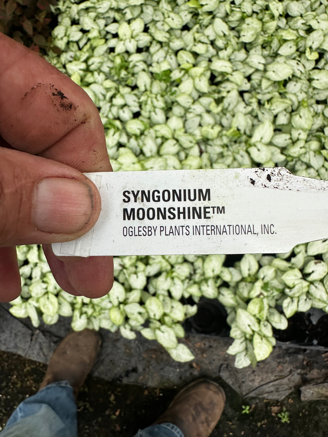 Syngonium podophyllum 'Moonshine'