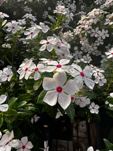 Load image into Gallery viewer, Vinca ( Catharanthus) 4” Pot Soiree Series
