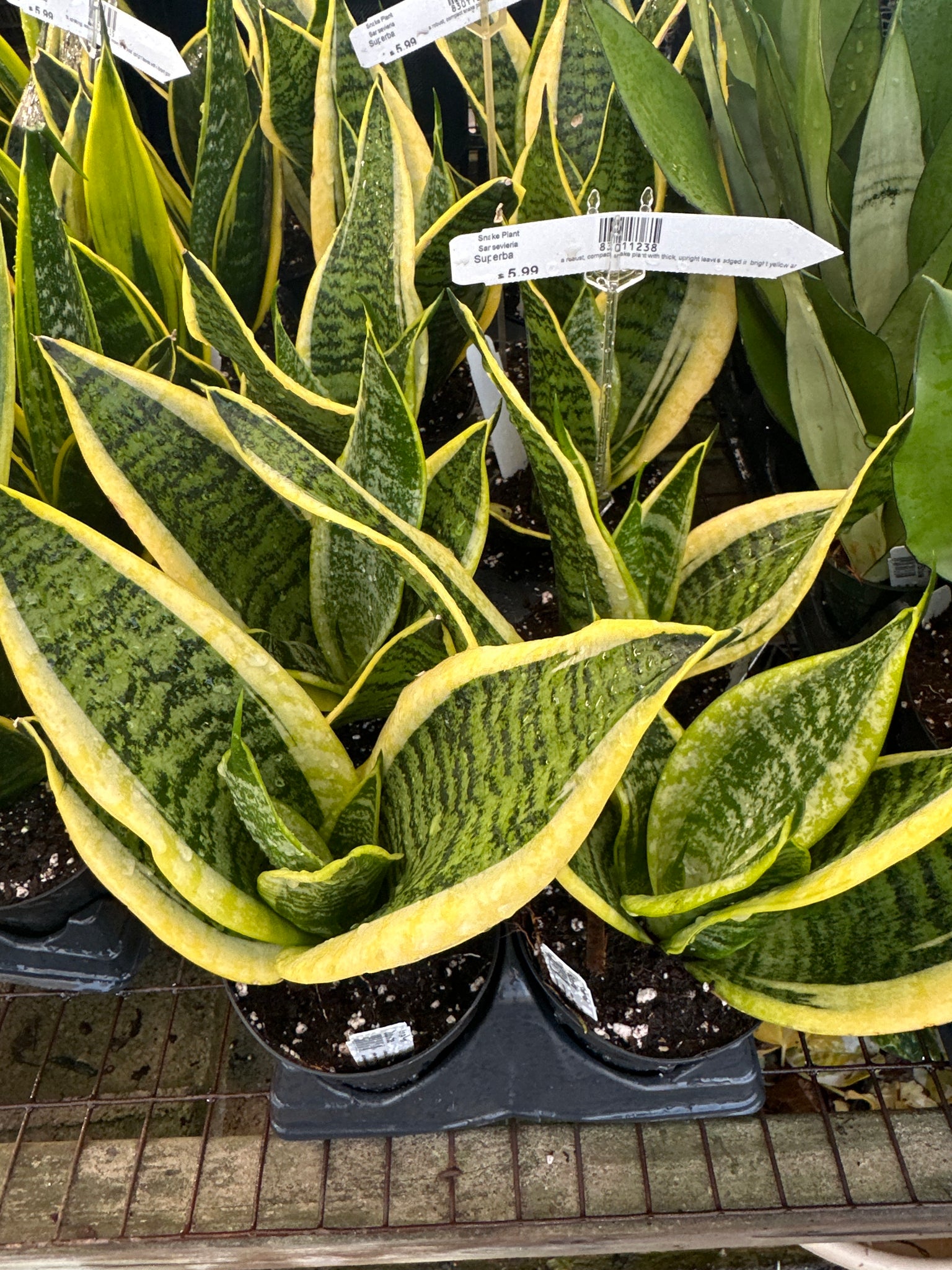 yellow and green snake plant Sansevieria ‘Superba’