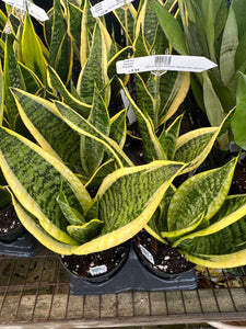Sansevieria ‘Superba’