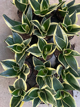 Load image into Gallery viewer, Sansevieria Lotus Hahnii 4&quot; Pot
