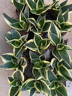 Sansevieria Lotus Hahnii 4