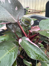 Load image into Gallery viewer, Philodendron erubescens ‘Pink Princess’
