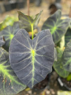 Colocasia esculenta 'Black Beauty’