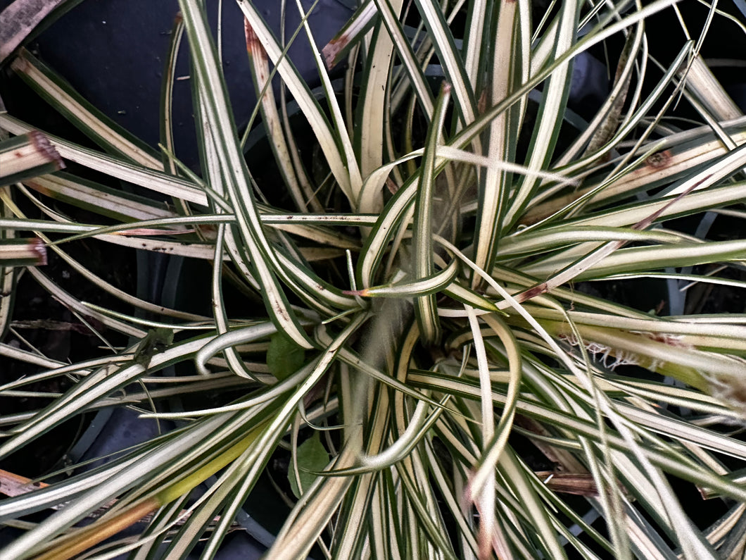 Carex oshimensis 'Evergold' Grass