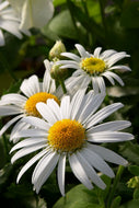 Leucanthemum Angel Daisy