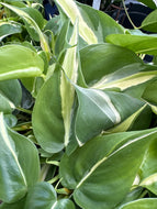 Philodendron hederacium ‘Silver Strip’