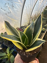 Load image into Gallery viewer, Sansevieria Lotus Hahnii 4&quot; Pot
