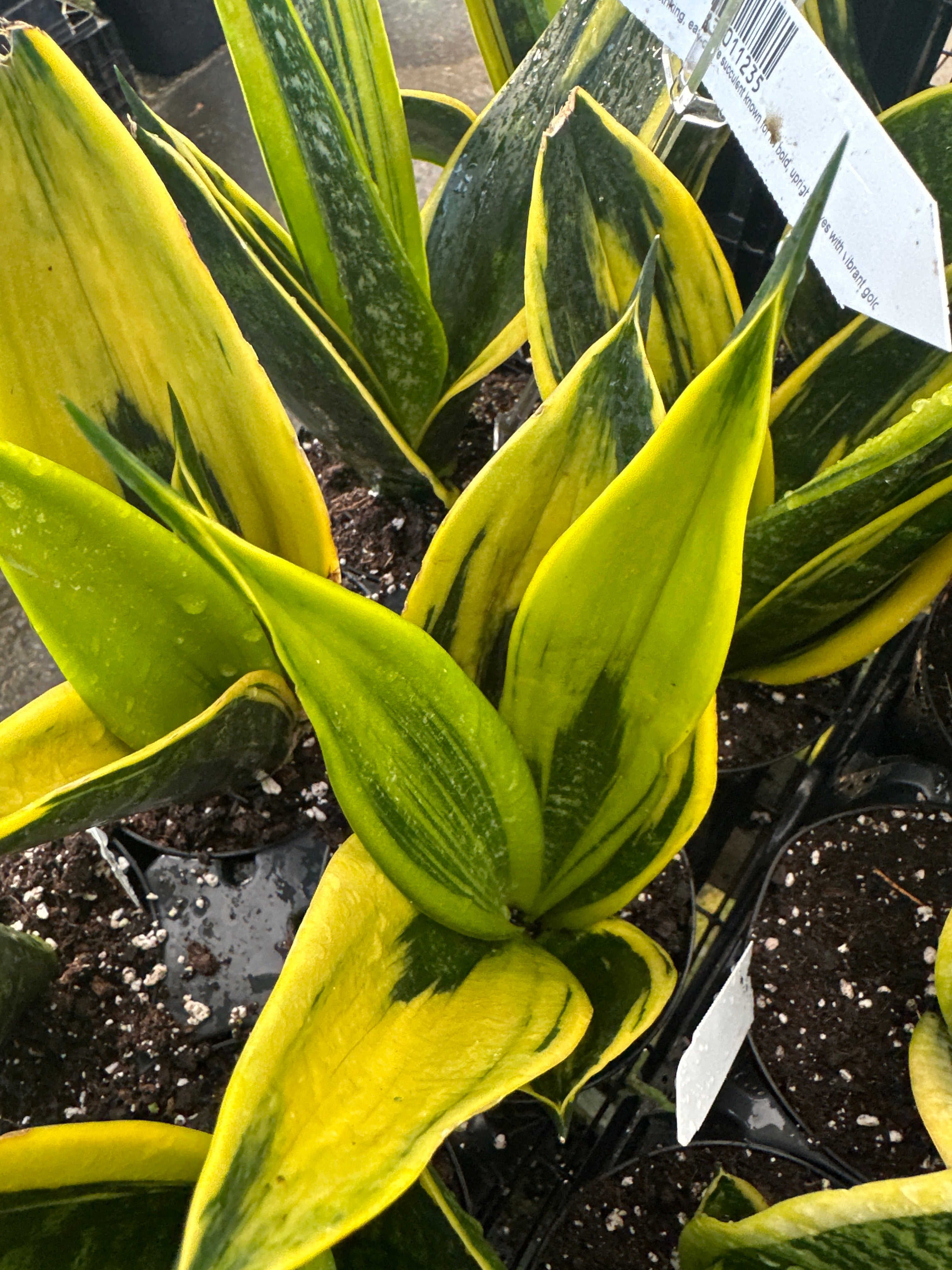Sansevieria 'Gold Flame' – Franklin Brothers Nursery
