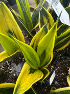 Sansevieria ‘Gold Flame’