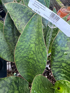 Sansevieria masoniana Whale Fin Snake Plant