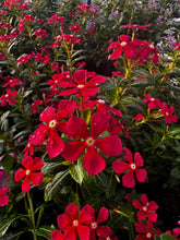 Load image into Gallery viewer, Vinca ( Catharanthus) 4” Pot Soiree Series
