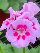 Load image into Gallery viewer, 4” Geranium
