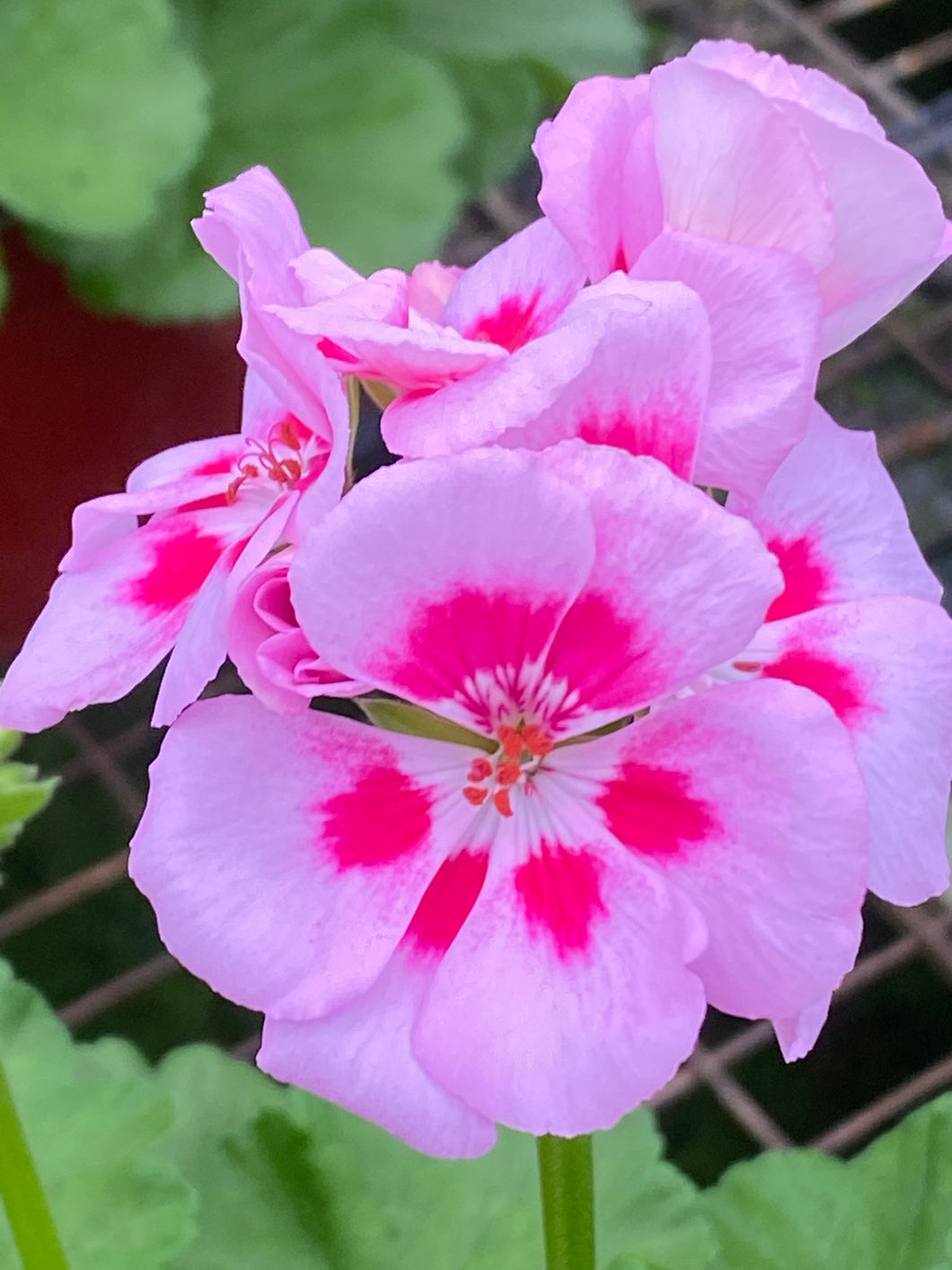 4” Geranium