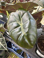 Alocasia Golden Bone