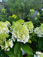 Hydrangea paniclata ’White Wedding’