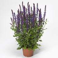 Salvia Bordeaux Blue