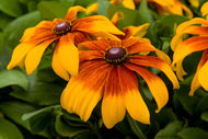 Rudbeckia Rising Sun Chestnut Gold