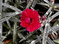 Dianthus Fire Star