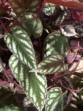 Load image into Gallery viewer, Cissus discolor 10" Hanging Basket
