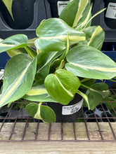 Load image into Gallery viewer, Philodendron hederacium ‘Silver Strip’
