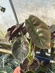 Alocasia Cuprea
