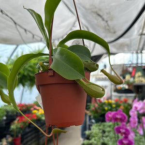 Nepenthes Pitcher Plant
