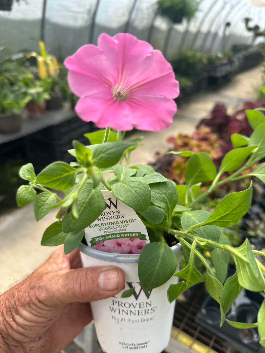 4.5” Pot Proven Winners Annuals