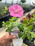 4.5” Pot Proven Winners Annuals