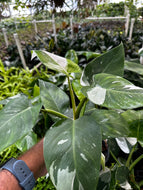 White Wizard Philodendron