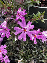 Load image into Gallery viewer, Phlox subulata
