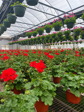 Load image into Gallery viewer, 4” Geranium
