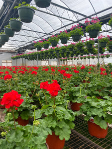 4” Geranium