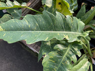 Philodendron Ring Of Fire Variegated