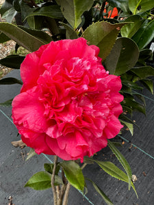 Camellia japonica Laura Walker