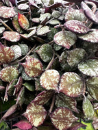 Hoya curtisii 4”