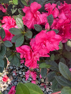Encore Azalea Autumn Rouge