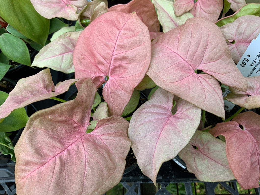 Syngonium podophyllum 'Neon Pink