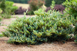 Dystylium ‘Cinnamon Girl’
