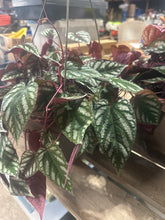 Load image into Gallery viewer, Cissus discolor 10" Hanging Basket
