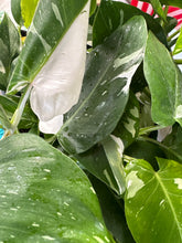 Load image into Gallery viewer, Philodendron ‘White Wizard’
