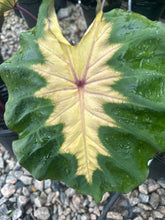 Load image into Gallery viewer, Colocasia ‘Royal Hawaiian Waikiki’
