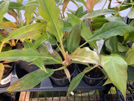Philodendron Narrow Escape