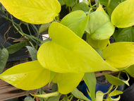 Neon Pothos