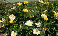Rose Knockout Easy Bee-zy 3 gallon