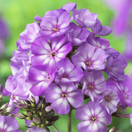Sweet Summer Surprise Violet White