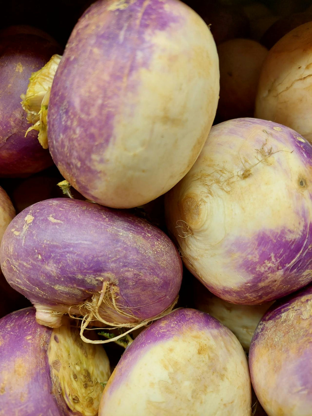 Turnip Purple Top White Globe