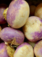 Turnip Purple Top White Globe