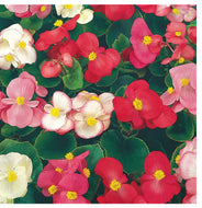 6” Begonia Super Olympia