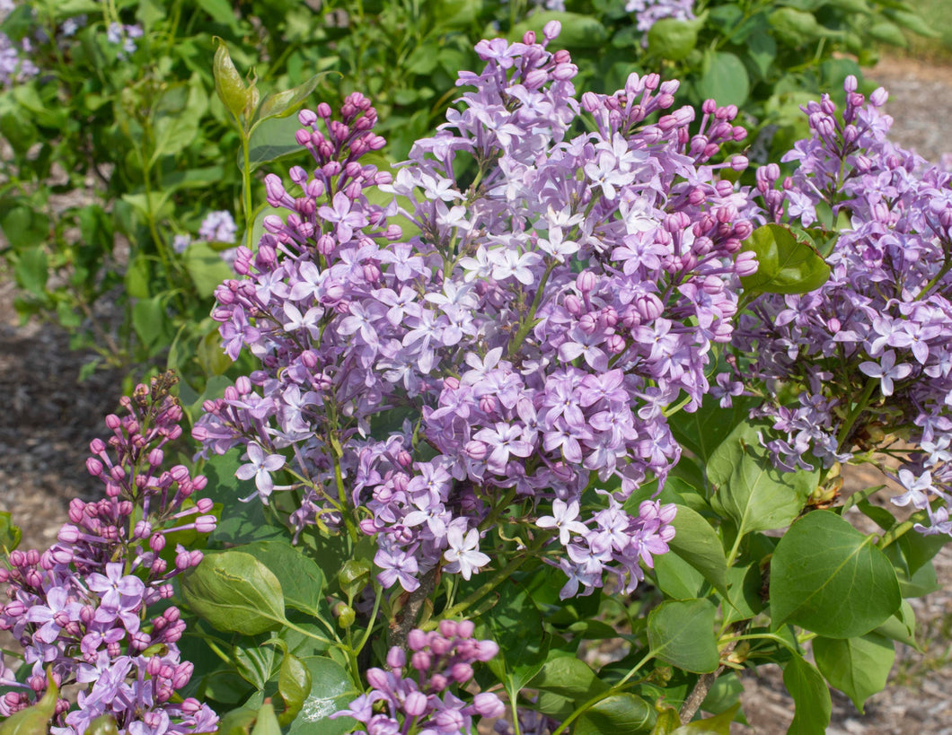 Syringa x vulgaris Bloomable New Age Lilac
